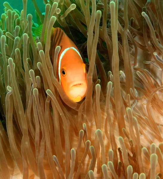 Clownfish στην ανεμώνη — Φωτογραφία Αρχείου