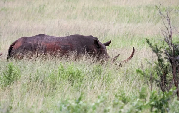 Rhino en Sudáfrica —  Fotos de Stock