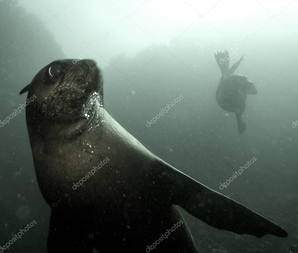 Seal in Mexixo