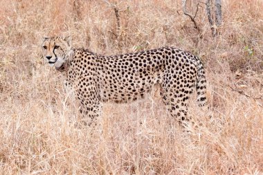 Cheetah, Güney Afrika