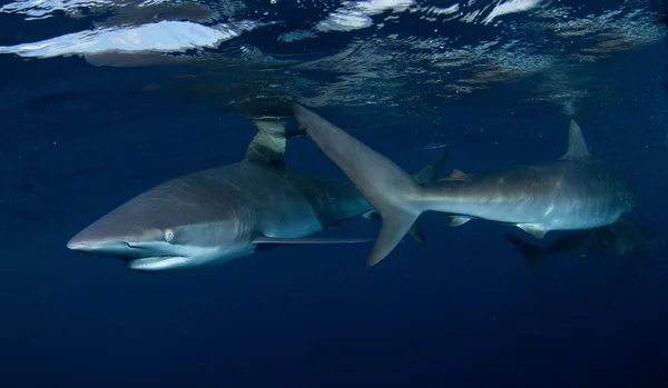 Tiburón, imagen submarina — Foto de Stock