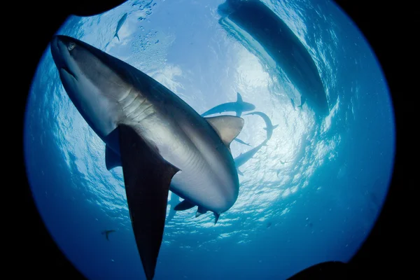 Shark, underwater picture — Stock Photo, Image