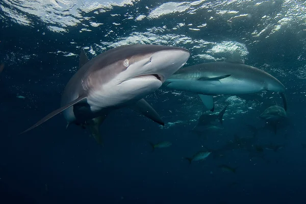 Köpekbalığı, sualtı resim — Stok fotoğraf