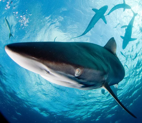 Grande tubarão branco — Fotografia de Stock