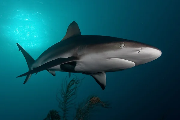 Shark, underwater picture — Stock Photo, Image