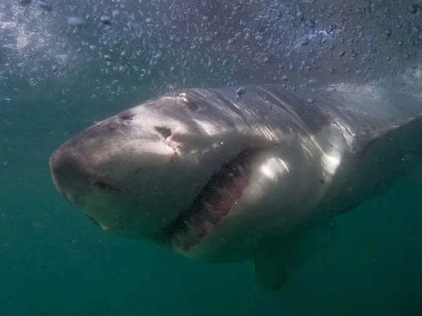 Gran tiburón blanco — Foto de Stock