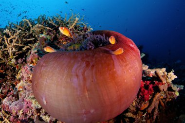 palyaço balığı ile anemon