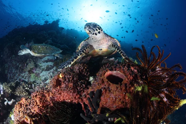 Tortuga bajo el mar — Foto de Stock