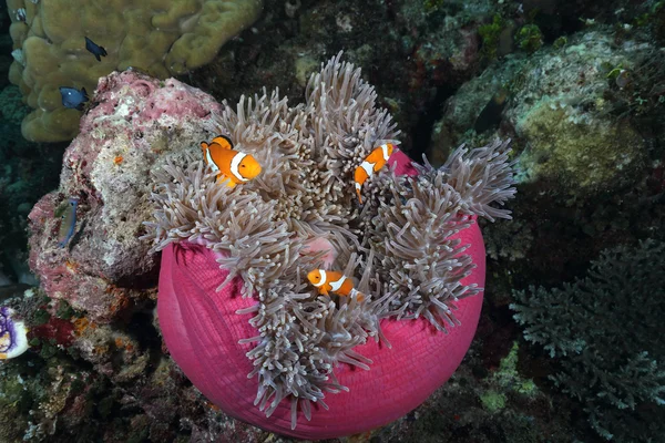 Zawilec z clownfishes — Zdjęcie stockowe