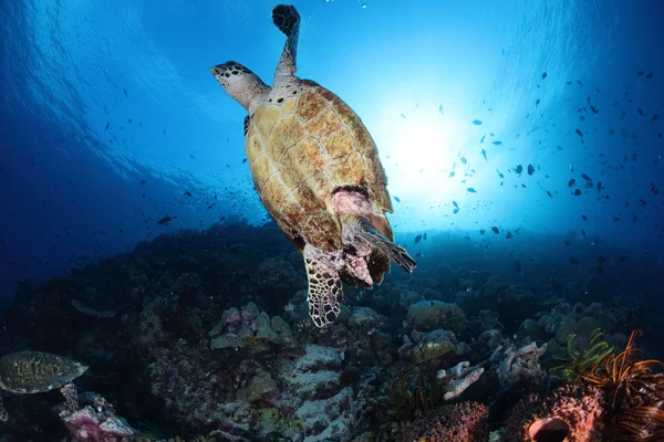 Deniz altında turtle