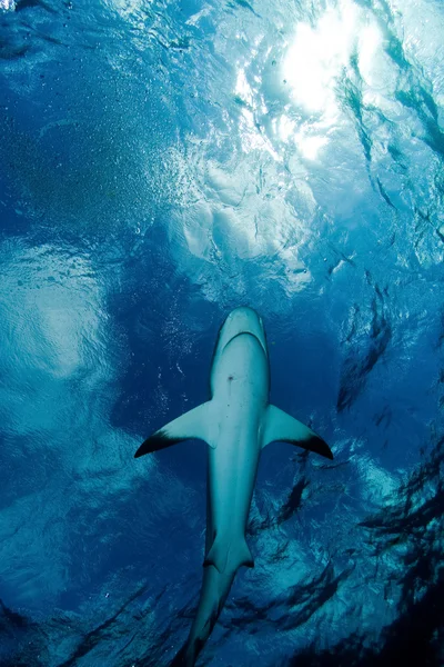 Žralok a obloha — Stock fotografie