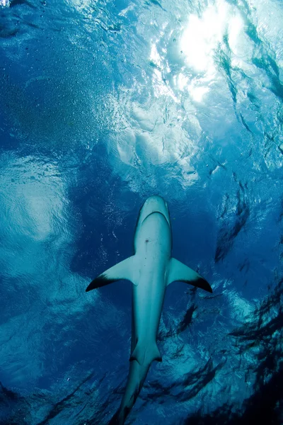 Shark and sky — Stock Photo, Image