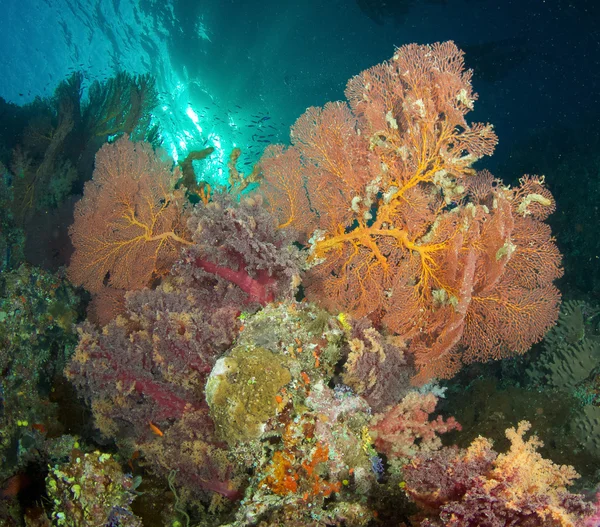 산호, 남아 프리 카 공화국 — 스톡 사진
