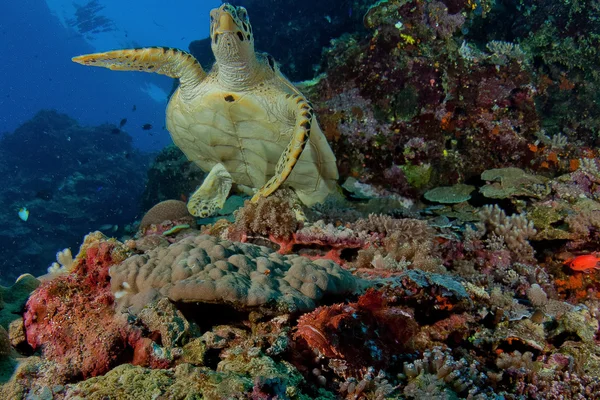 Tortuga bajo el mar — Foto de Stock