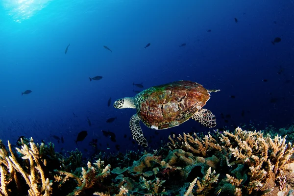 바다에서 거북이 — 스톡 사진