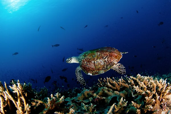 Tortue sous la mer — Photo