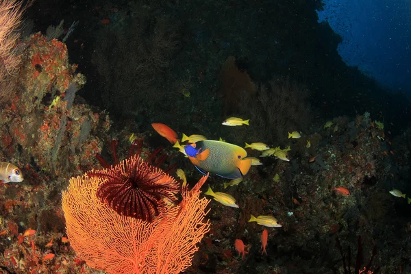 Corail dans le récif — Photo