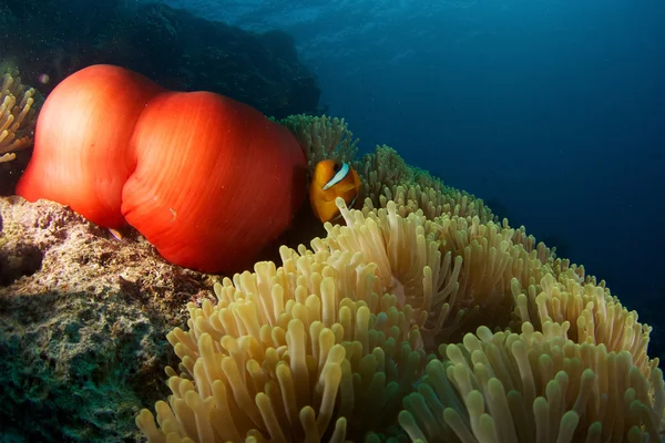 Anémone au poisson-clown — Photo