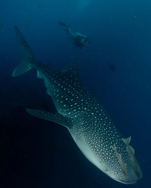 Tiburón ballena bajo el agua — Foto de Stock
