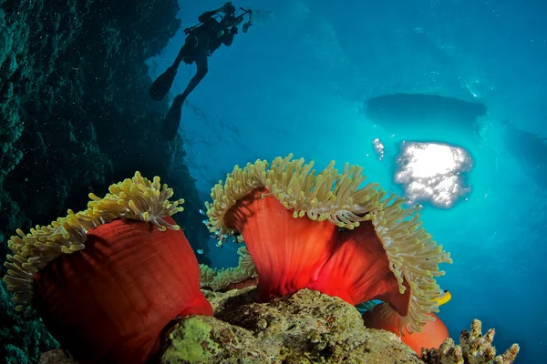 Anemone with diver Stock Picture