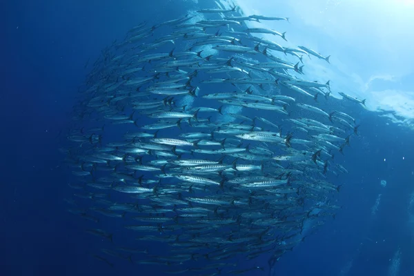 Ομάδα της Barracudas — Φωτογραφία Αρχείου