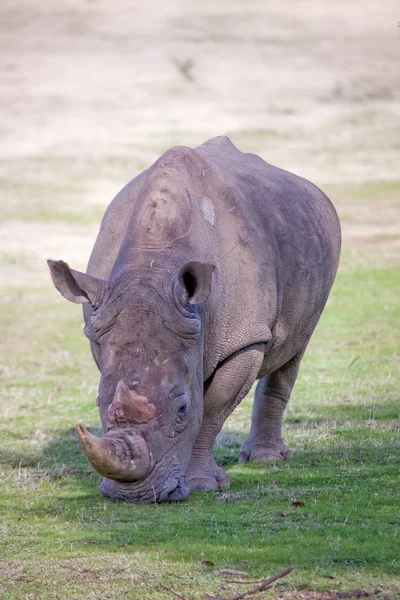 Rhino, Sudáfrica —  Fotos de Stock