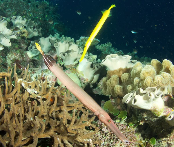 Macroramphosus scolopax 礁 — 图库照片
