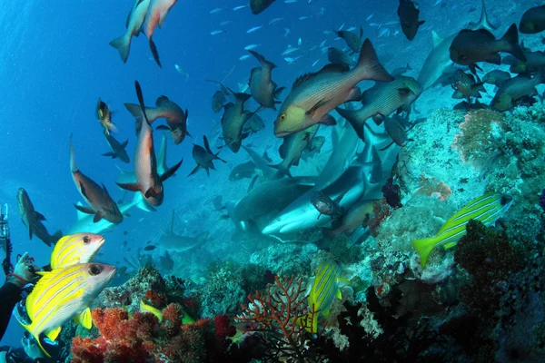 La vida en el arrecife — Foto de Stock