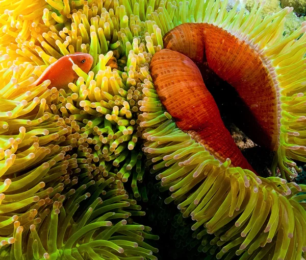 Clownfish, Papouasie-Nouvelle-Guinée — Photo