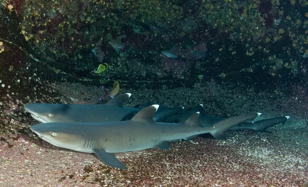 Tiburones en Sudáfrica — Foto de Stock