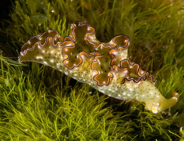 Nudibranch in Indonesia — Stock Photo, Image