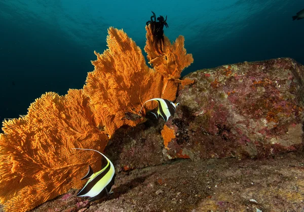 珊瑚礁中的生命 — 图库照片