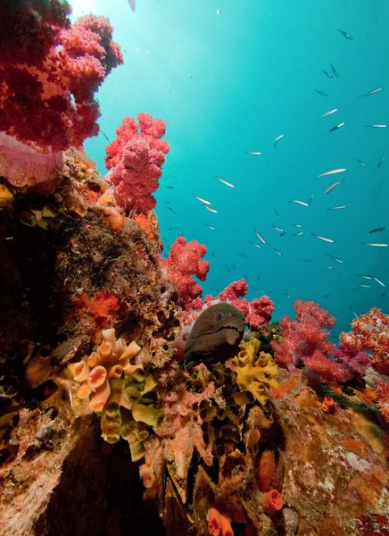 Moray em recife — Fotografia de Stock