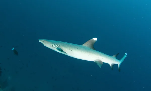 Tiburón en Sudán — Foto de Stock