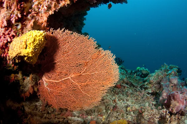 Coral em Sudão — Fotografia de Stock