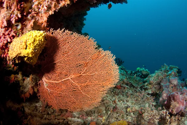 Coral στο Σουδάν — Φωτογραφία Αρχείου