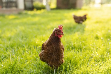 Açık alanda yürüyen tavuklar, çayırda duran yeşil çimenler, afiş için kopyalama alanı