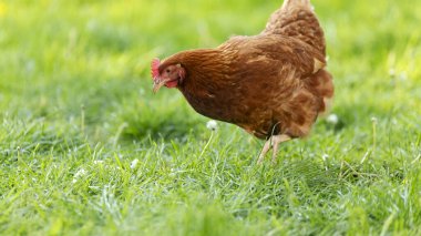 Güneşli bir günde çiftliğin dışında çimlerde yeşil çimlerle yürüyen açık kahverengi tavuk.