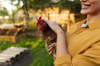 Tavuk ya da tavuğun yakın çekimi, kadın sahibi tarafından yapılmış, organik çiftlik, kırsal yaşam tarzı.