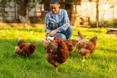 Kadın çiftçi arka planda taze yumurta topluyor, otlak arka bahçesinde yürüyen tavuk sürüsüne odaklanıyor.