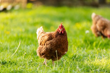 Açık alanda yürüyen tavuklar, çayırda duran yeşil çimenler, afiş için kopyalama alanı