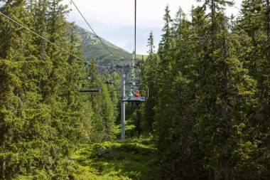Yeşil sık ormanlarda kayak kaldırma yeri olan firavun ağacı ormanı. Dağlarda halat, dışarıda yaz mevsimi.