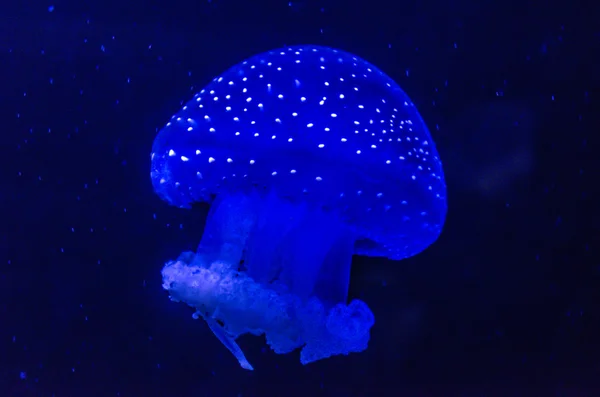 Uma água-viva azul — Fotografia de Stock