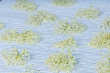 hasat sonra çiçek mürver Sambucus nigra ve mürver çiçeği