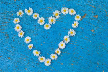 Eski doku açık mavi renkli papatya çiçekleri kalp şekli oluşmuştur