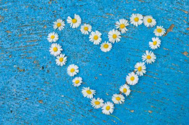 Eski doku açık mavi renkli papatya çiçekleri kalp şekli oluşmuştur