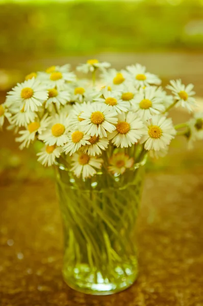 Weiße Gänseblümchenblümchen in einem Glas verschwommen Hintergrund Aster Daisy — Stockfoto
