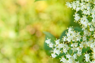 Çiçekler Mürver, Sambucus nigra, Mürver, çiçek