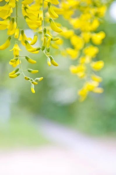 Robinia pseudoacacia boom bloemen, bekend als de zwarte sprinkhaan, geel, — Stockfoto