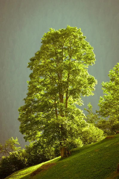 Yaz İsviçre dağlarında - Bernese Alps